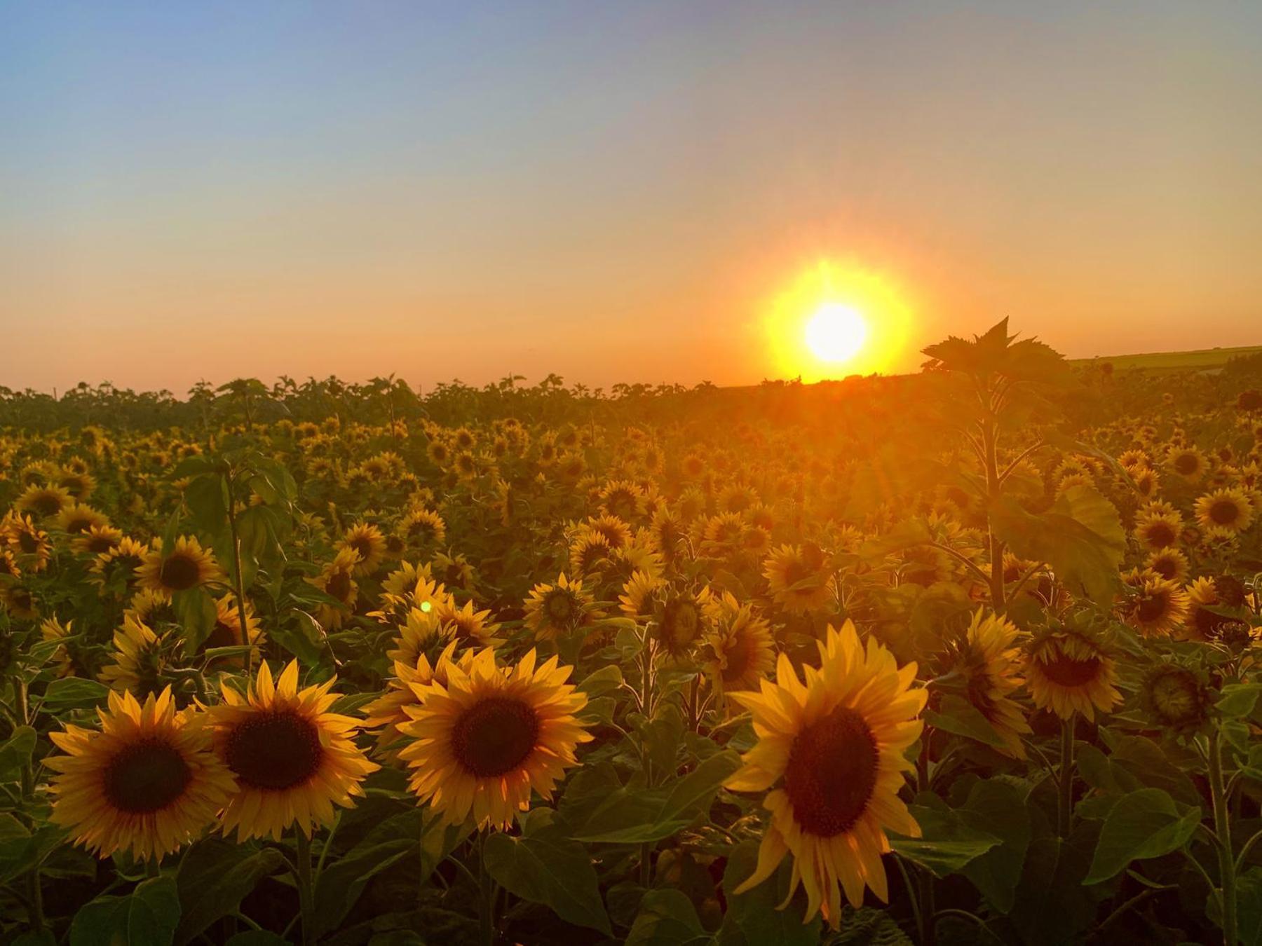 The Farmhouse นิวพอร์ต ภายนอก รูปภาพ